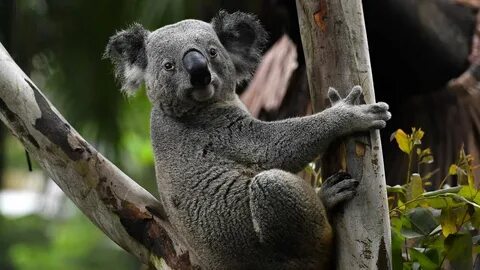 They are australia