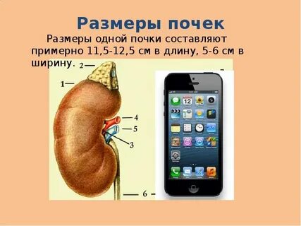 Максимальная почки размером
