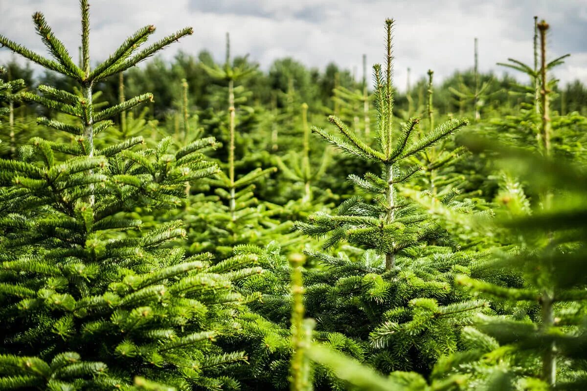 Покажи фотографию ели. Abies nordmanniana Barabits Compact. Пихта Нордмана «Эмеральд Перл». Пихта Нордмана Мастерлэнд. Пихта Нордмана стандарт.