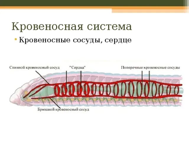 Кровеносная система кольчатых червей 7 класс. Дождевые черви-строение и сердце. Многощетинковые черви кровеносная система. Кровеносная система кольчатых червей схема. 5 сердец у дождевого червя.
