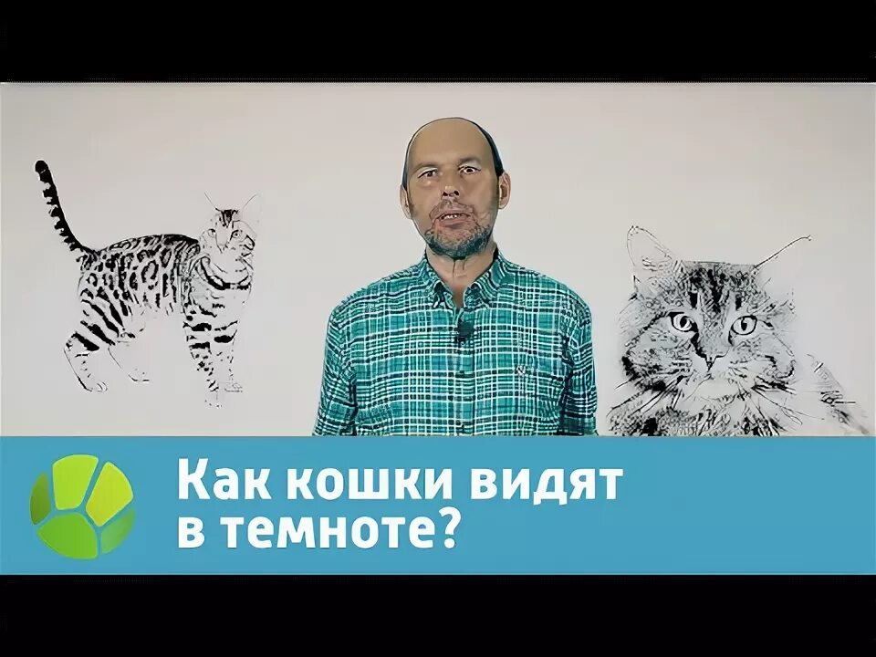 Почему кошка видит в темноте. Почему кошка видит в темноте