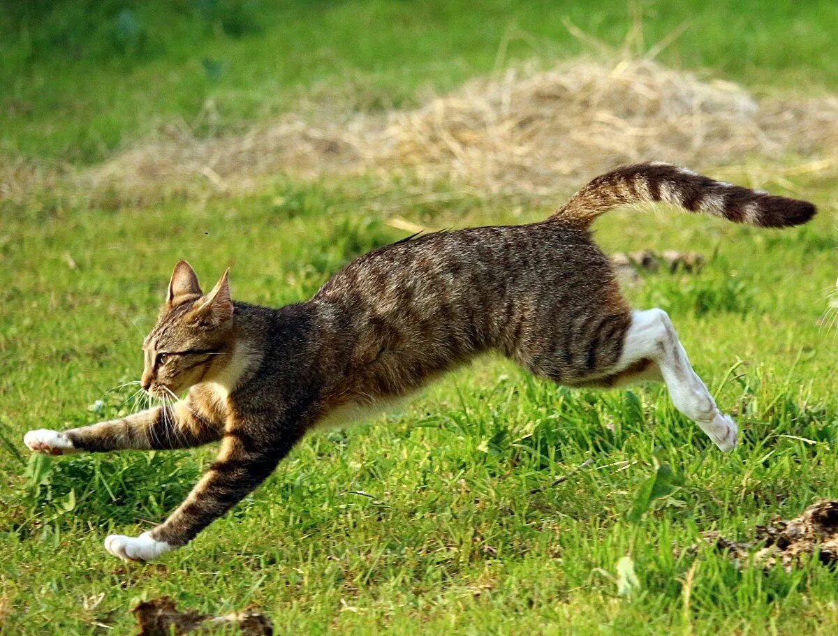 Кот бежит. Кошка в прыжке. Кошка в движении. Кошка бегает.