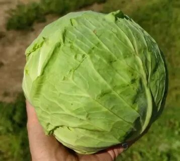 Урожайная капуста сорта