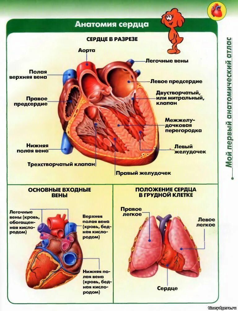 Предсердия и желудочки сердца. Строение желудочков сердца анатомия. Строение сердца желудочки предсердия. Левый желудочек схема. Характеристика правого предсердия