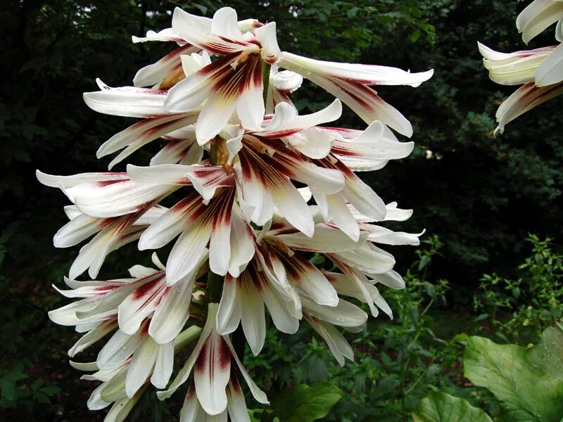 Пирамидальная лилия марлен. Лилейное дерево. Гималайская лилия-гигант cardiocrinum. Кардиокринум лилии. Гималайский кардиокринум.