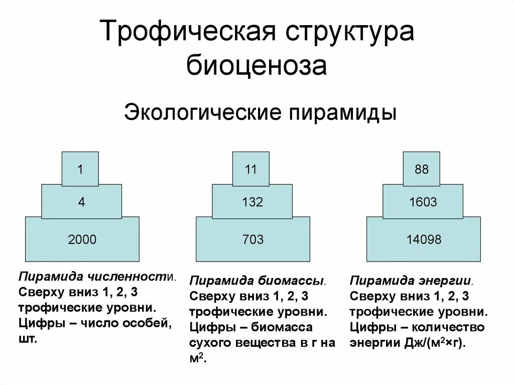 Экологическая пирамида биоценоза. Экологическая пирамида биомассы. Пирамида биомасс пирамида чисел пирамида энергии. Пирамида биомассы в экосистеме. Трофическая пирамида биомасс.