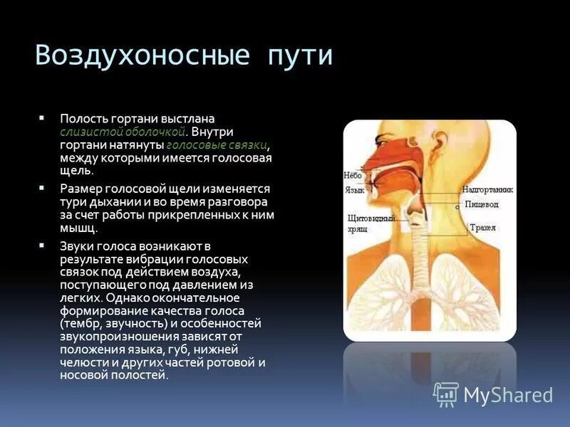 воздухоносные пути. воздухоносные пути выстланы тканью. зачем нужны воздухоносные пути. воздухоносные пути выстланы тканью. воздухоносные пути выстланы тканью.