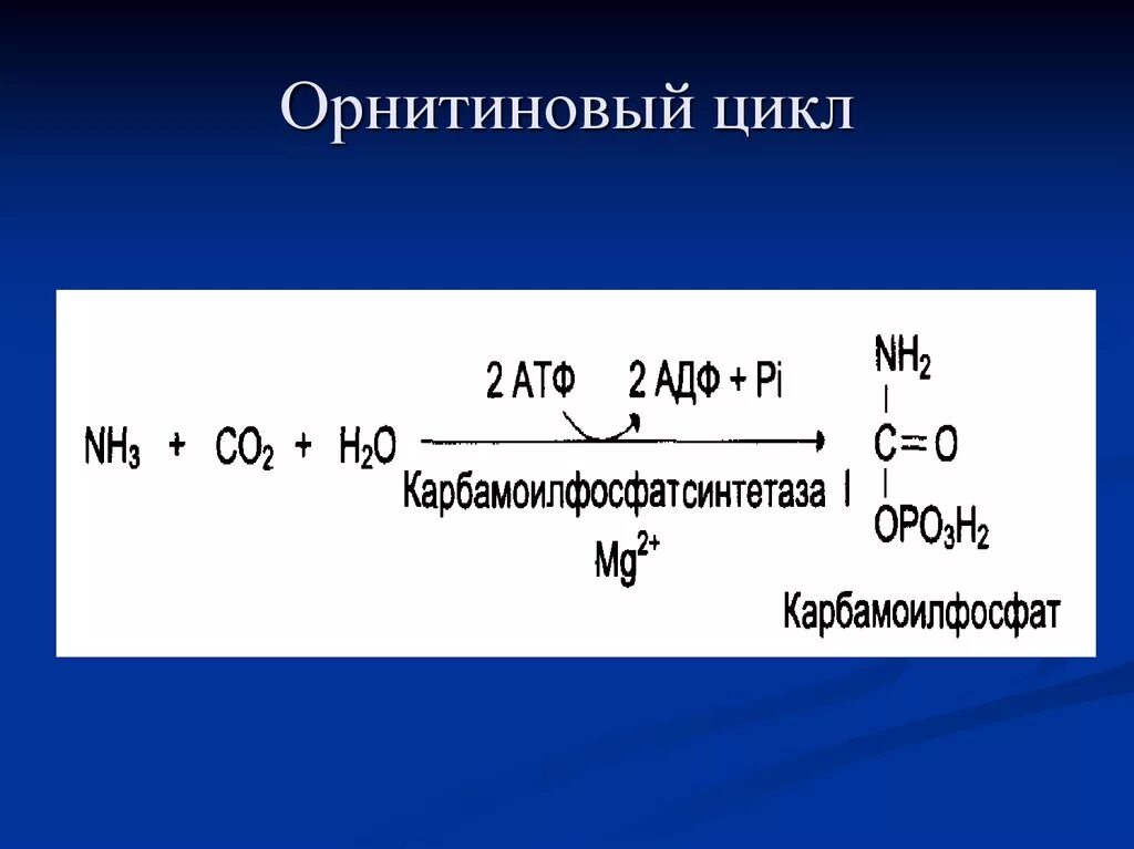 Первая реакция орнитинового цикла. Карбамоилфосфатсинтетазы. Скарбомоилфосфат синтетаза. Карбаиоил фосфат синтетазы. Реакции образования циклов