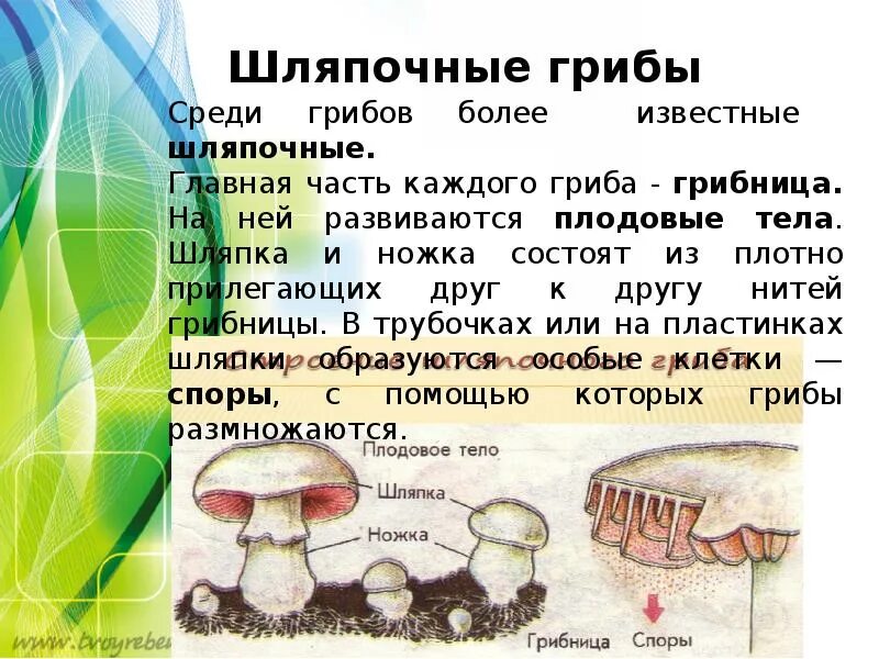 Грибы условия роста. Многообразие грибов в природе. Сообщение о грибах. Сообщение многообразие грибов. Биология тема грибы.