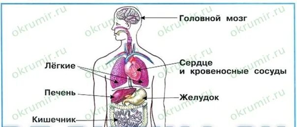 школа кулинаров окружающий мир. гдз по окружающему миру проект. окружающий мир 3 класс проект стр 147. окружающий мир 3 класс учебник 2 часть плешаков новицкая. окружающий мир 3 класс учебник 1 часть плешаков стр 147-149.