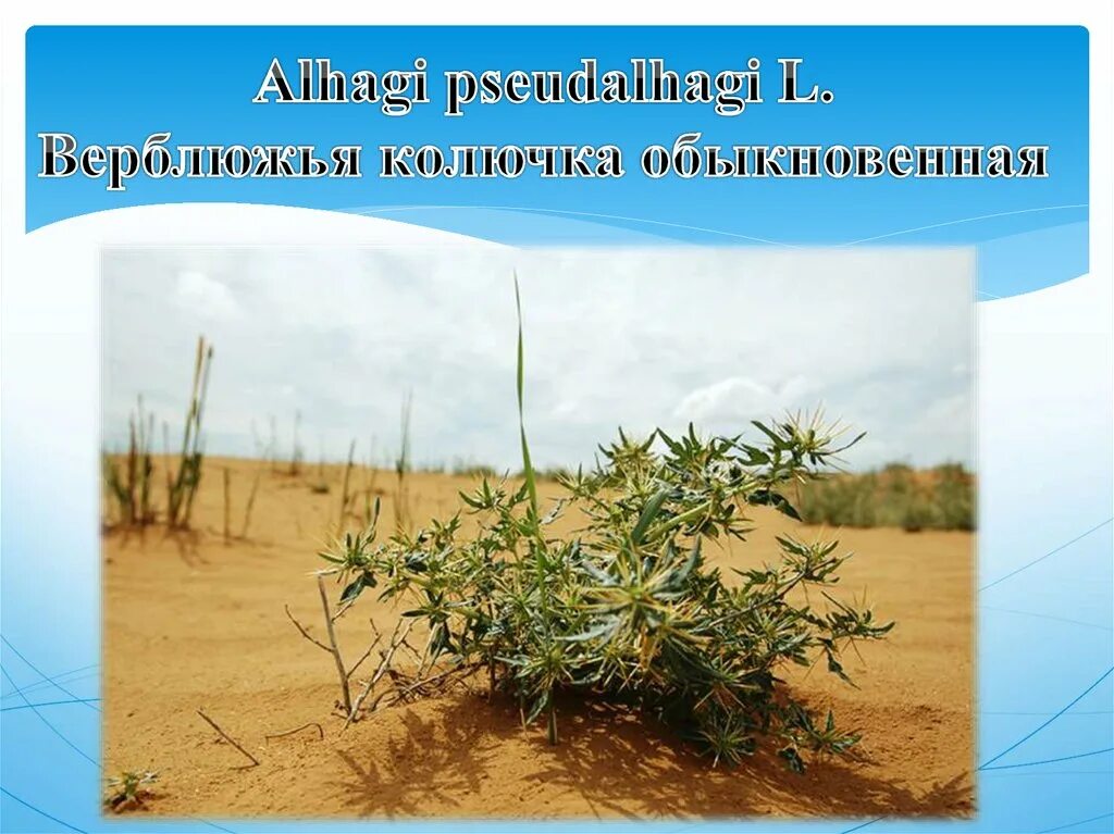 Верблюжья колючка в пустыне. Растительный мир пустыни верблюжья колючка. В какой зоне растет верблюжья колючка. Верблюжья колючка растения пустынь. Верблюжья колючка.