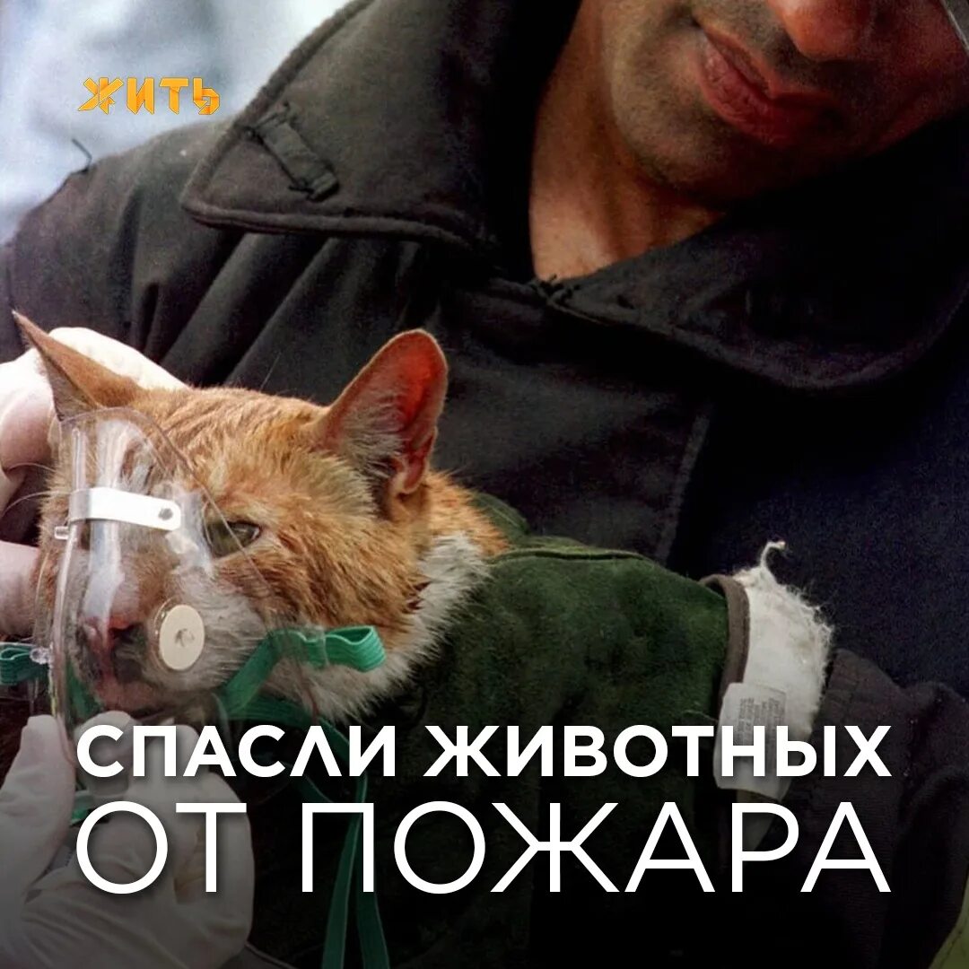 День спасения кошек. Котята не заслуживают такой жизни на улице. День спасения кошки.