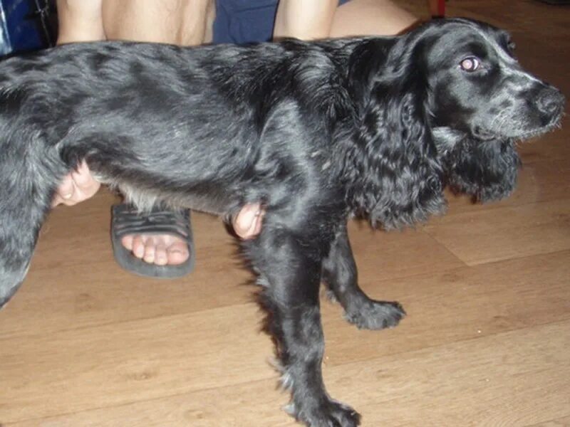 русский охотничий спаниель кобель. русский охотничий спаниель спаниели. русский охотничий спаниель размеры. стандарт английского кокер спаниеля. русский спаниель размеры.