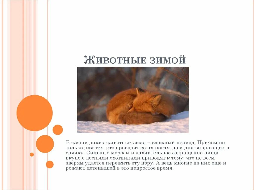 Какой зверь зимует за счет летних запасов. Рассказ о лисы которая входит в спячку. растения и животные зимой презентация. удалось зверь.