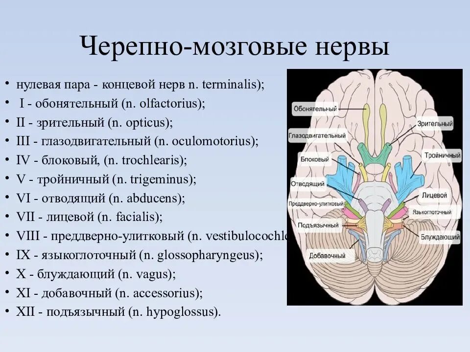 Черепные нервы симптомы. 12 Пар черепно-мозговых нервов строение. Ядра 12 пар черепно мозговых нервов. Ядра 12 пар черепных нервов анатомия. 12 Пар черепных нервов анатомия головного мозга.