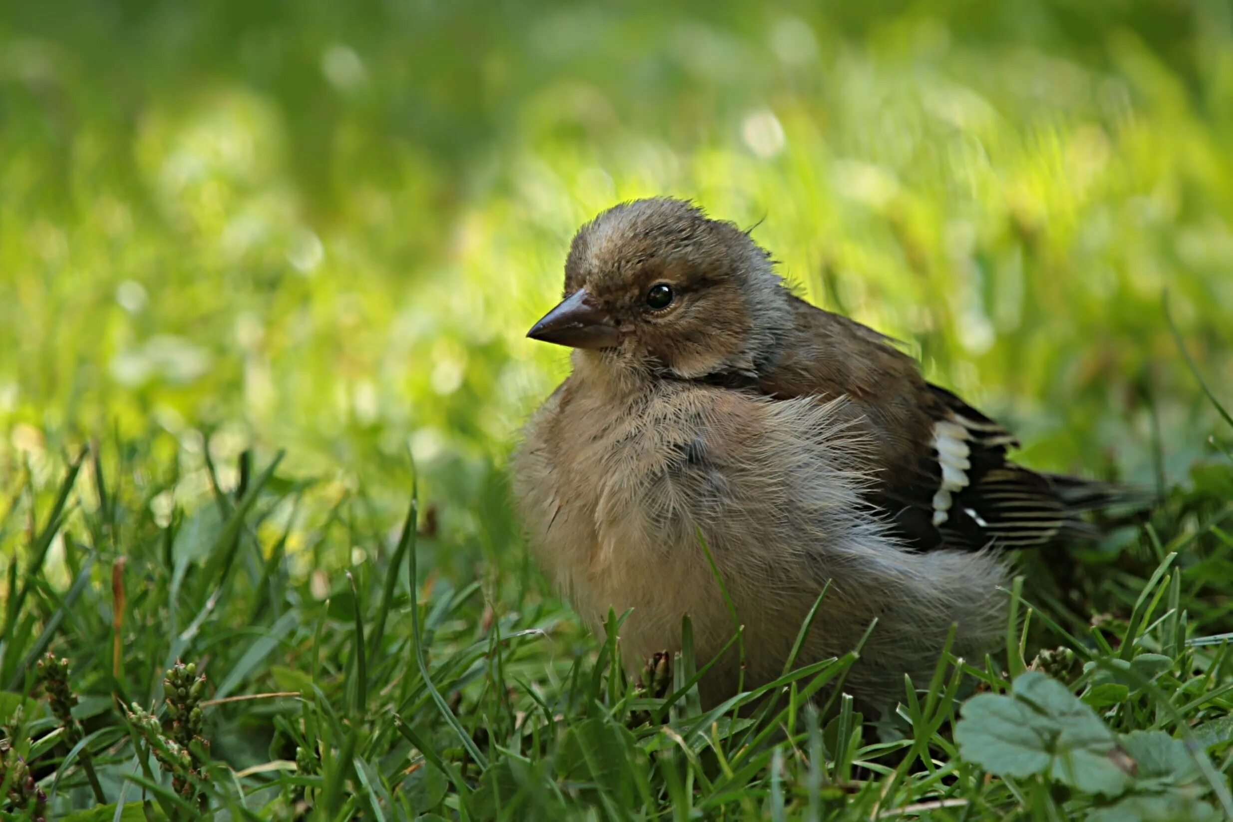 Brown bird