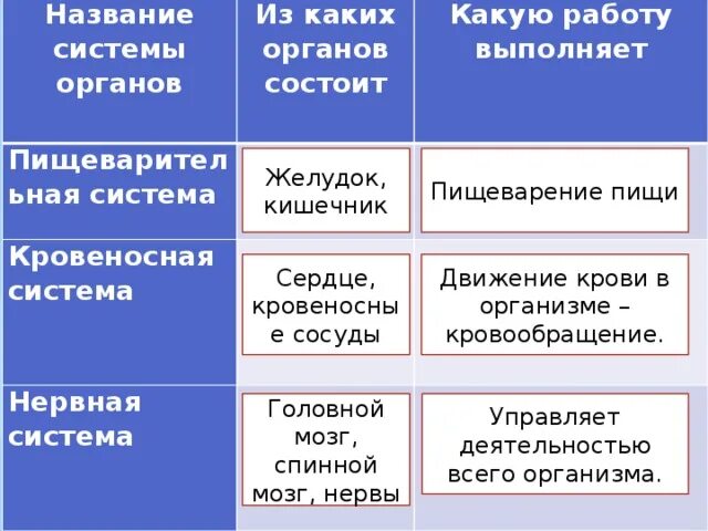 Органы человека и их функции