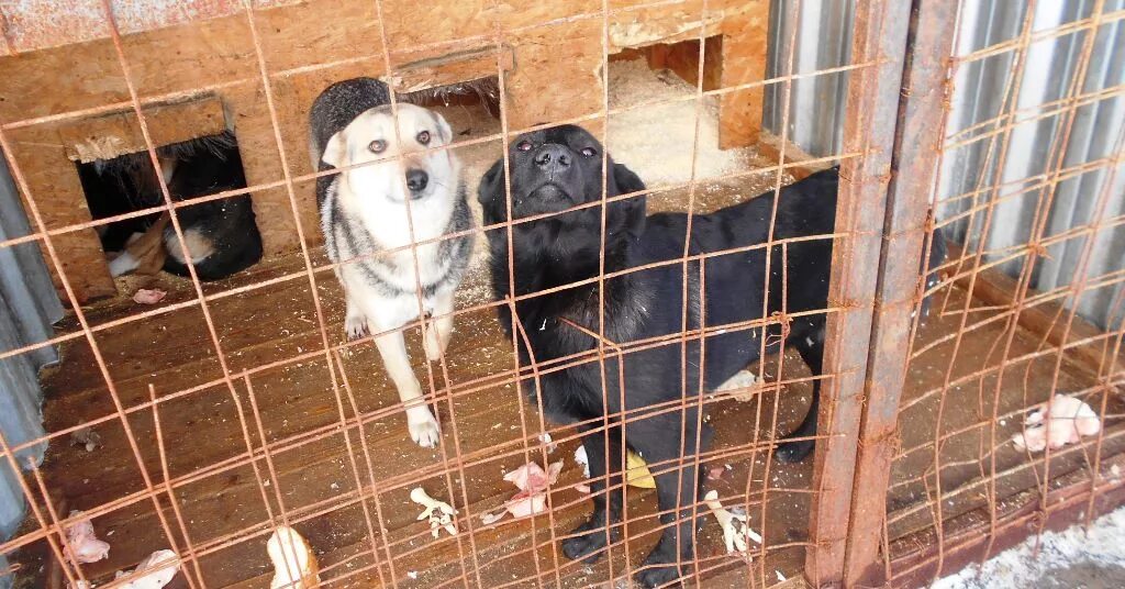 петрозаводский приют для животных. щенки в приютах петрозаводска. приют для животных в петрозаводске. петрозаводский приют для животных. петрозаводск собачий приют.