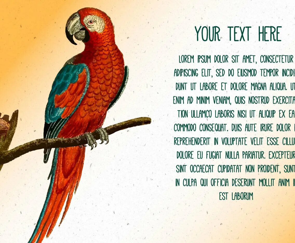 Поговорки со словом попугай. About Parrot. Текст про попугая на английском. Parrot text.