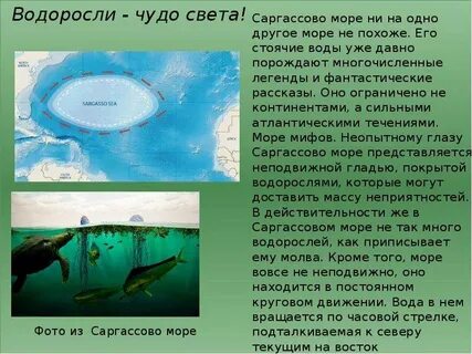 Саргассово море самое большое в мировом океане