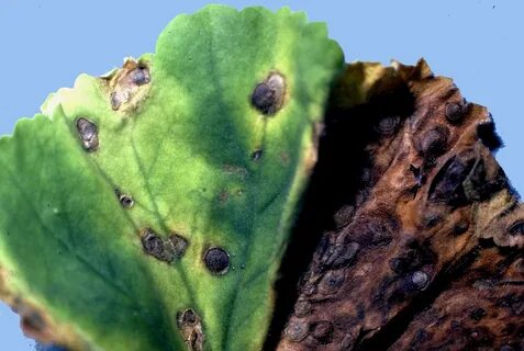 Plant disease