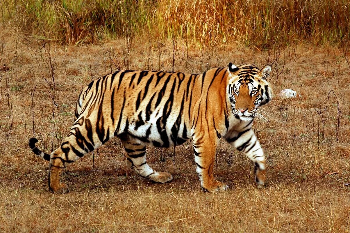 Бенгальский тигр. Королевский бенгальский тигр. Panthera Tigris Tigris. Тигр в саванне.