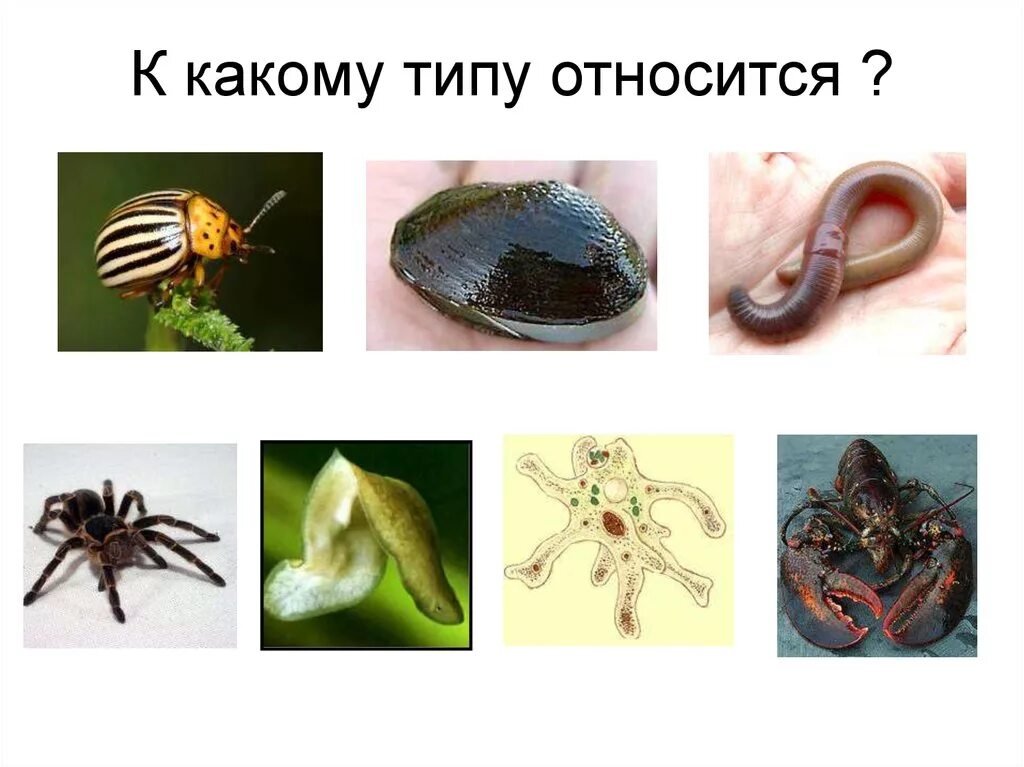 Типу относится. К какому виду относится. К какому типу относится омары. Какие виды относятся к типу мастигафлоа. Рак относится к классу