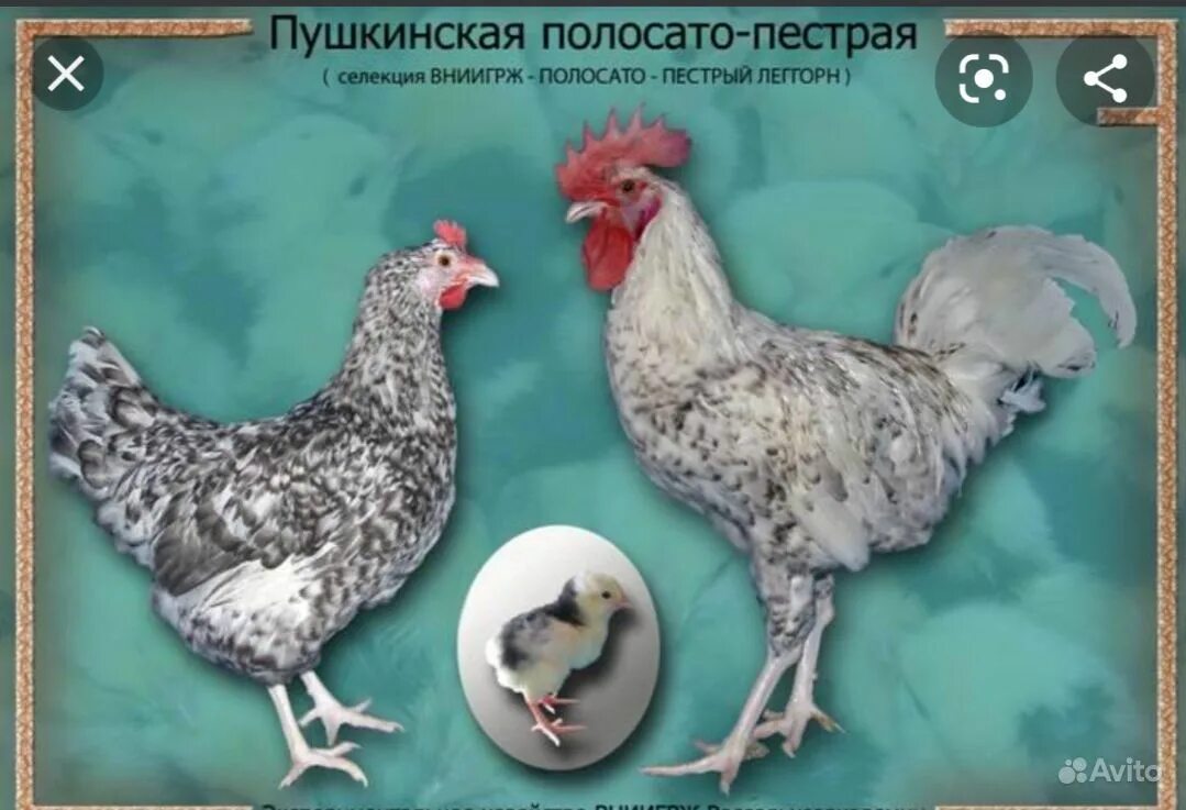 пушкинская порода курей. несушки пушкинской породы. несушки пушкинской породы. пушкинская полосато-пестрая порода кур. пушкинская порода курей.