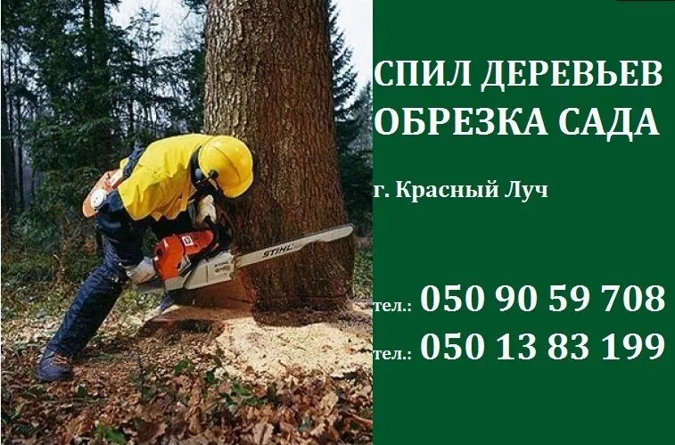 Как спилить дерево по закону