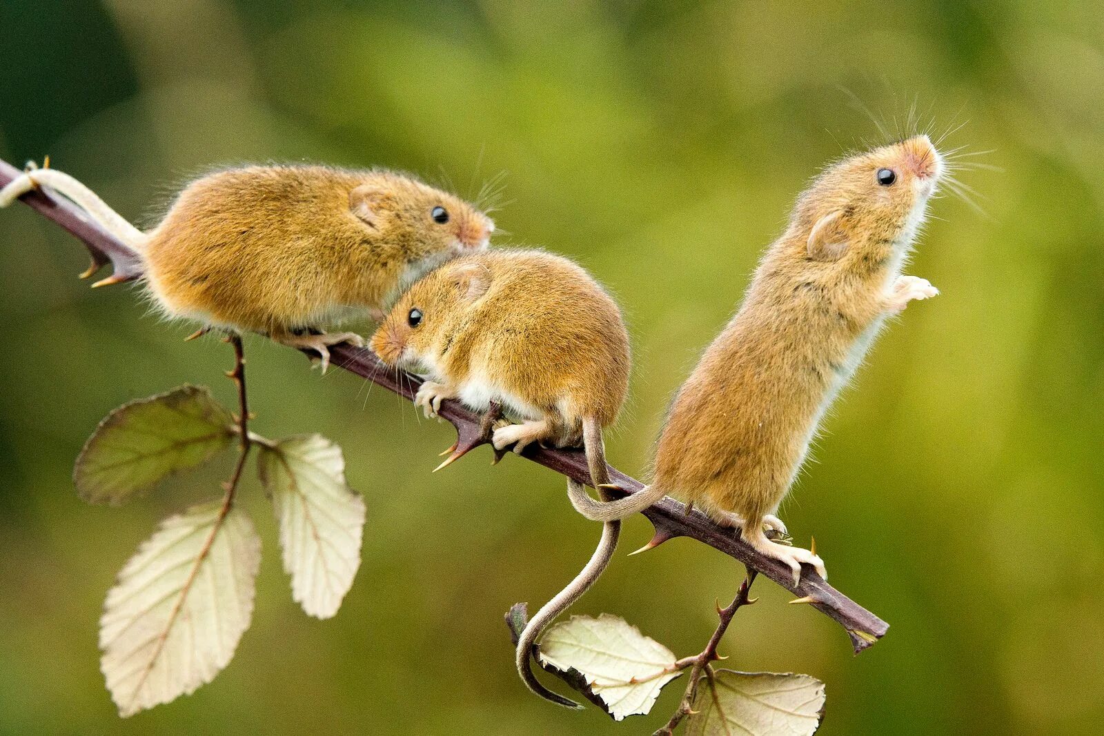 Мыши весной. Мышь-Малютка – Micromys minutus. Мышь Малютка полевка. Полевка хомяк.