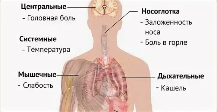 Ломит тело болит голова и горло температуры нет слабость. Кости ломит а температуры нет. Болит горло ломит кости без температуры. Болит горло ломота в теле температуры нет. Боль в костях температура слабость