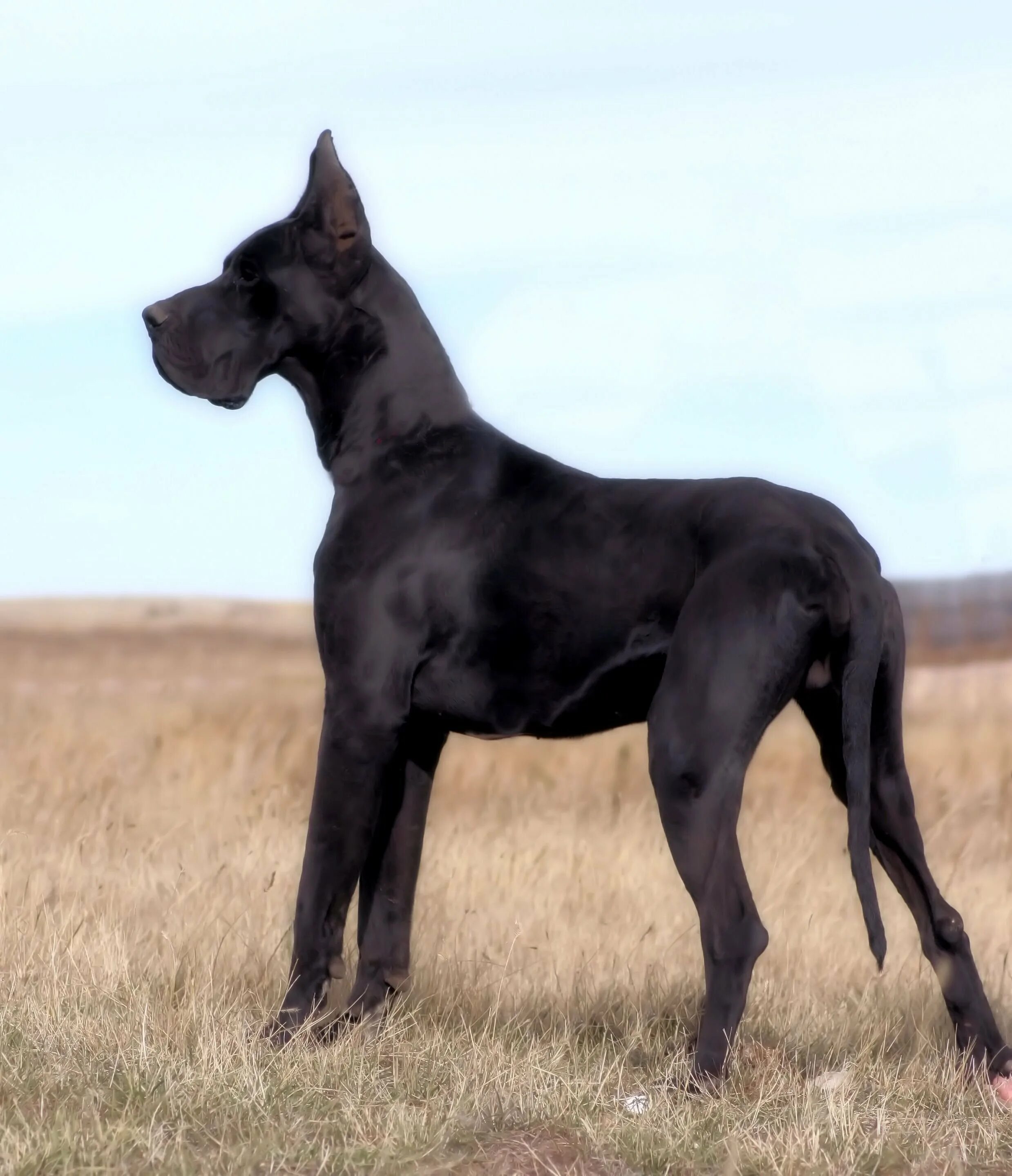 Большая черная собака. Ульмский дог. Порода great Dane. Порода собак Королевский дог. Great Dane собака.