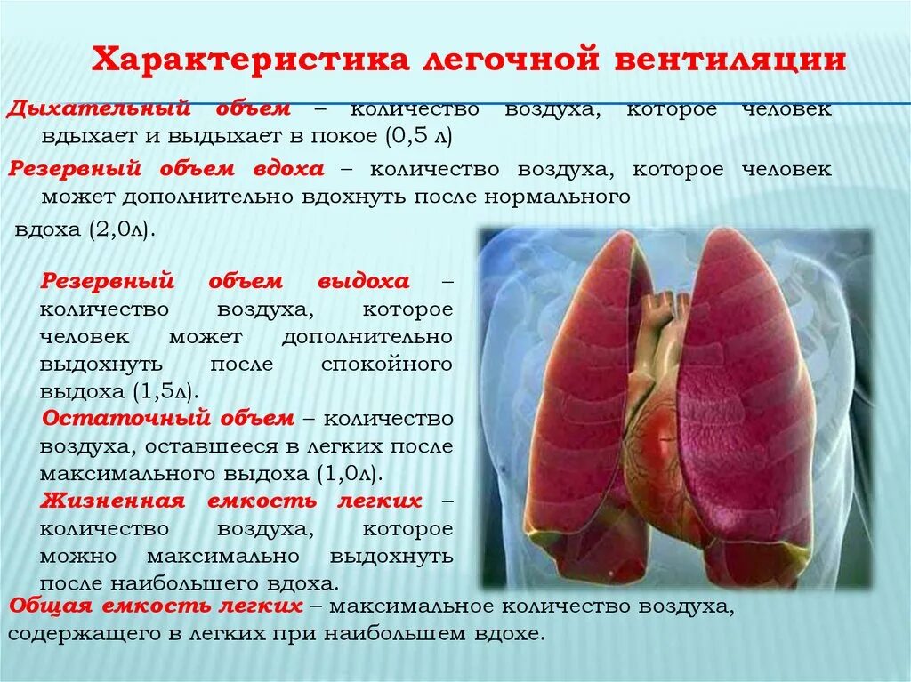 Дыхание л мин. Объем воздуха в легких. Объём воздуха в лёгких человека. Объем легочной вентиляции. Резервный объем вдоха в покое.