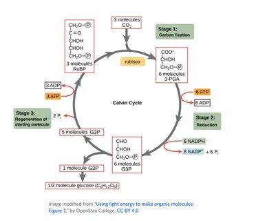Цикл кальвина рисунок