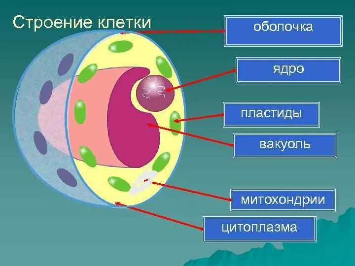 Как называется отверстие в оболочке ядра клетки. Клеточная оболочка, ядро, клеточная мембрана. Строение клетки 5 класс биология ядро цитоплазма мембрана. Мембрана клетки строение 5 класс. Мембрана, стенка, цитоплазма, ядро.