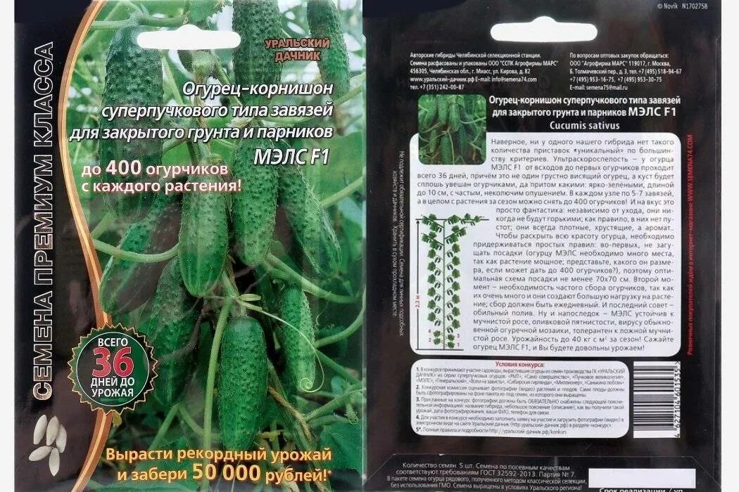 Корнишоны описание
