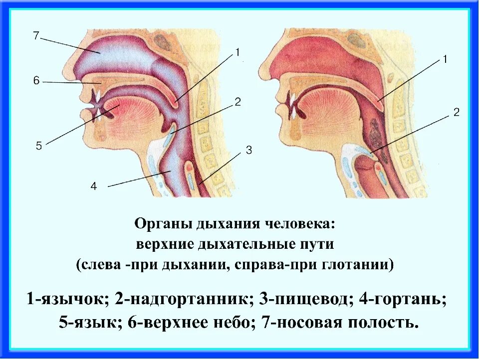 Что значит глоток. Строение гортани надгортанник. Строение горла и дыхательных путей. Дыхательные пути в гортани. Строение носоглотки человека.