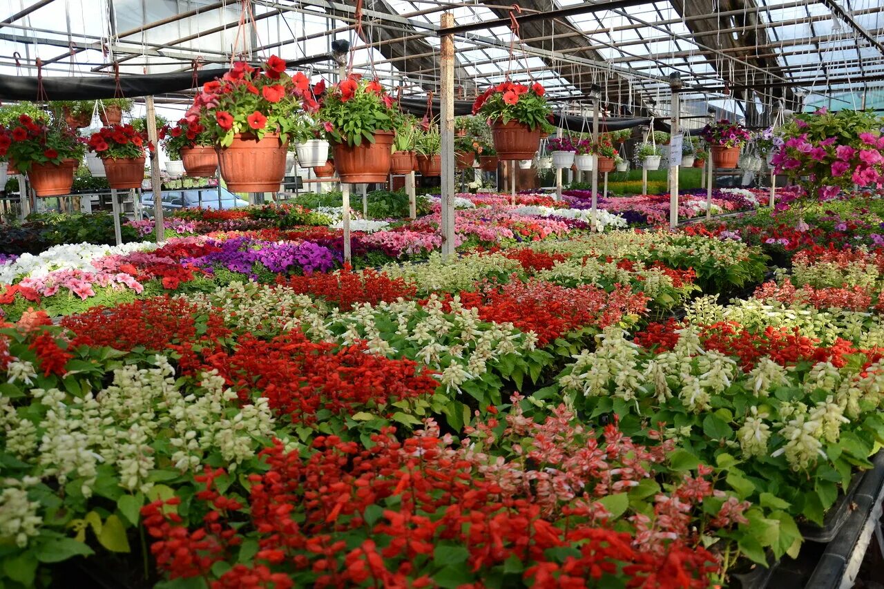 московская область пушкино микрорайон клязьма тургеневская улица. питомник цветочная поляна в пушкино. боткинская 33, стр 4. пушкино микрорайон клязьма пушкинская 8. боткинская, дом 33, стр.