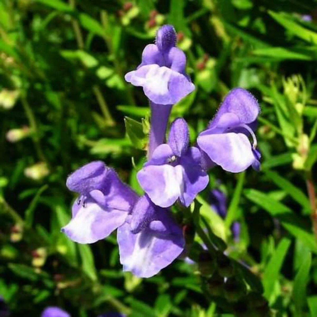 Scutellaria baicalensis root