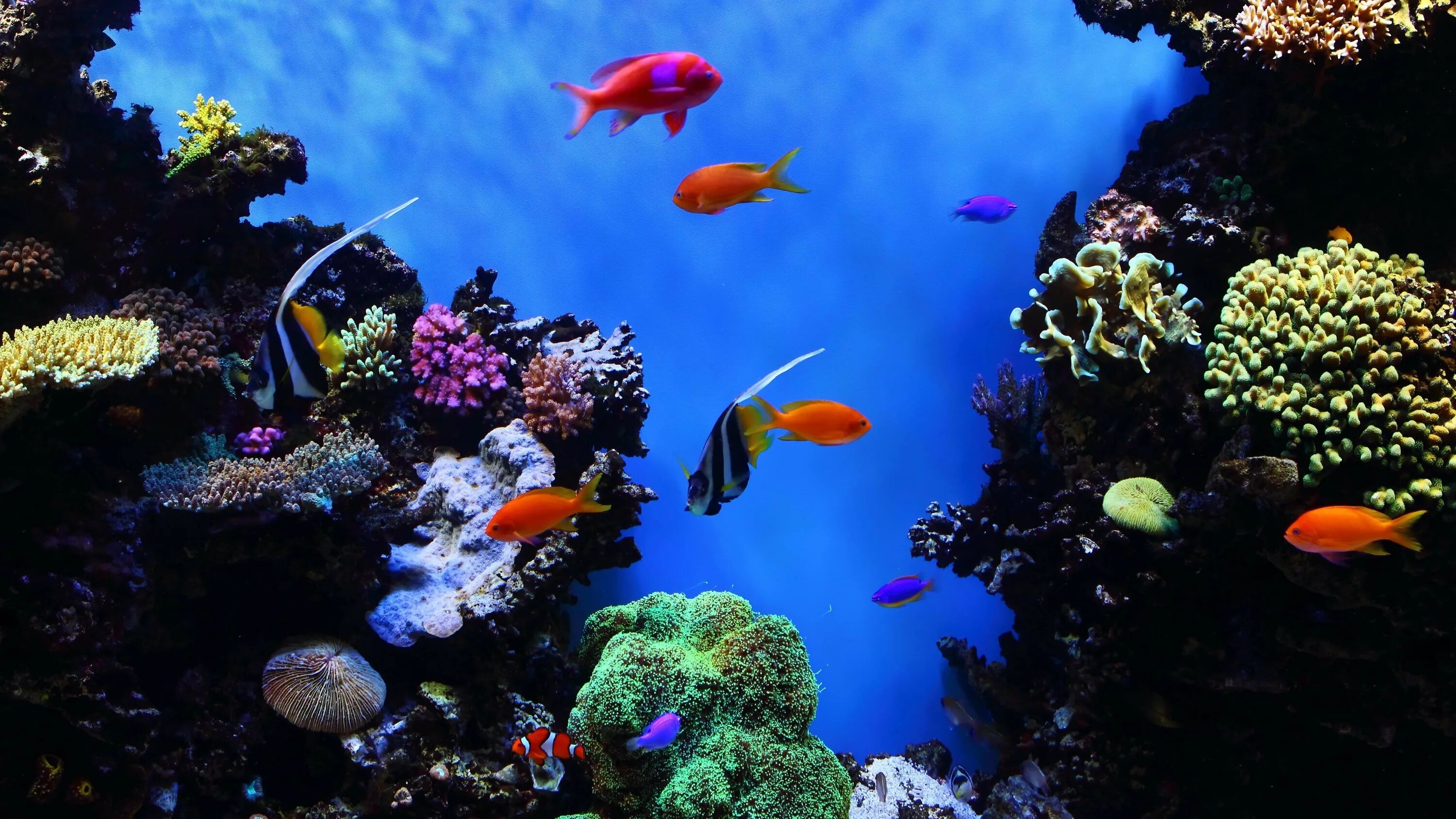 Бесплатные живые обои рыбки. Океанариум Монтерей Бэй. Красивый подводный мир океана. Рыбки для аквариума. Тропические рыбки.