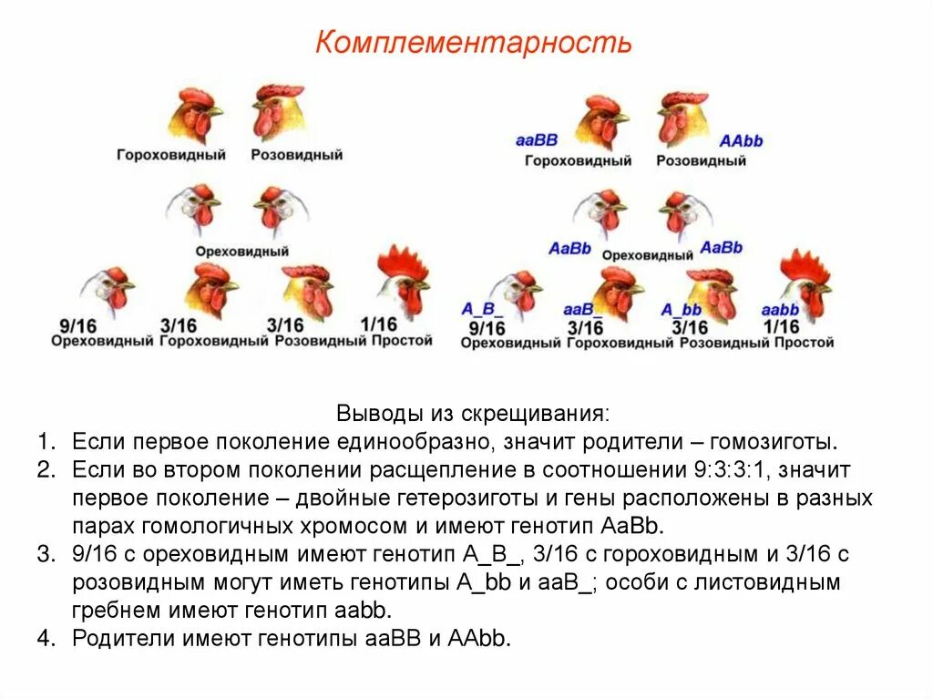 Генотип друзей. Задачи на комплементарность генетика. Комплементарность типы расщепления. Задачи на комплементарное взаимодействие генов. Взаимодействие генов комплементарность.