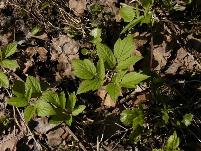 Сныть обыкновенная растение. Сныть растение. Сныть обыкновенная лист. Сныть. Трава сныть обыкновенная.