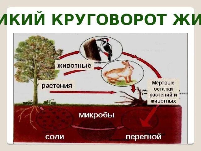 Великий круговорот жизни. Великий круговорот жизни 3 класс. Круговорот жизни 3 класс окружающий мир. Великий круговорот жизни презентация.