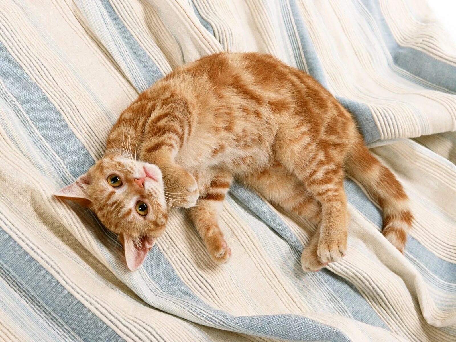 Кот лежит. Рыжий полосатый оцикет. кошка лежит. котенок лежит. кот лежит на спине.