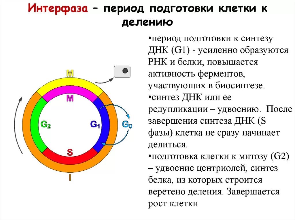 Период подготовки клетки к делению. Клетка в период подготовки к делению-интерфазу. Период подготовки к синтезу ДНК. Процессы происходящие в период подготовки клетки и деления. Фаза подготовки клетки к делению