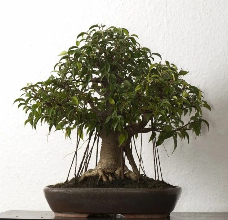 Fotos de la XVI Exposición de Bonsái de Puerto de la Cruz (árboles II). Ficus bo