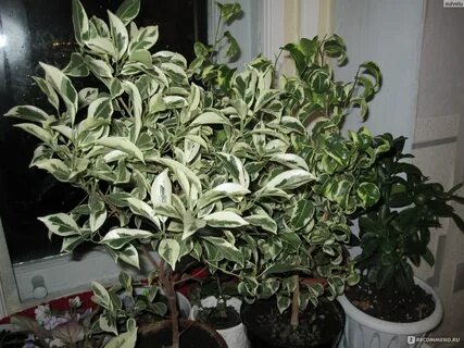 Чем отличаются фикусы