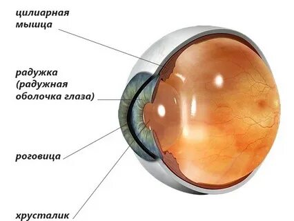 Какова функция хрусталика глаза