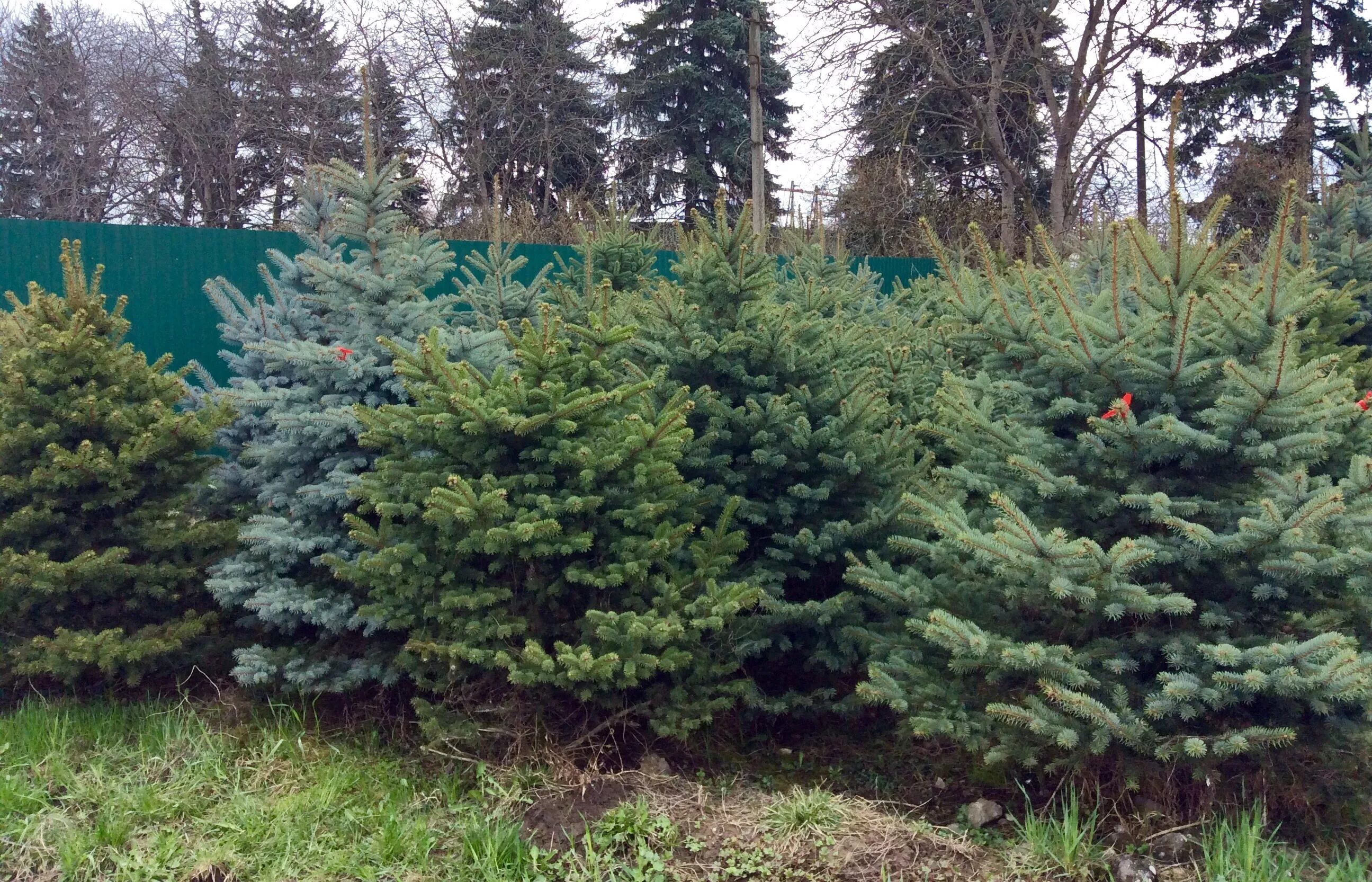 голубые ели зеленеют. голубая ель лесная. ель колючая ветвь. ель роял блю. голубая ель на байкале.