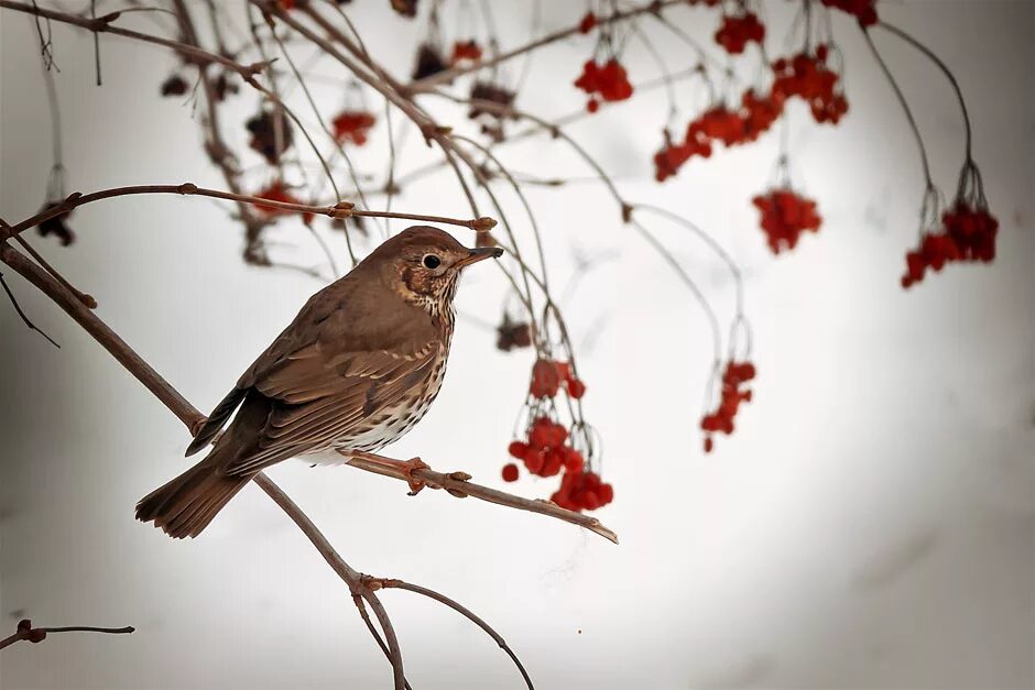 птица крупнее воробья. зеленушка. птица похожая на воробья. белобровик рябинник. коноплянка стайная птица.